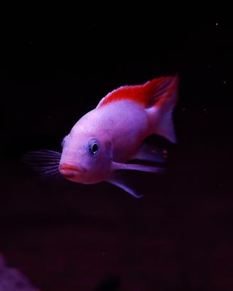 Mbuna pesci