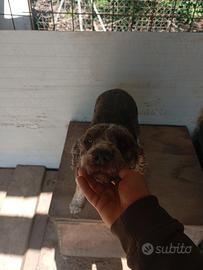Monta Lagotto