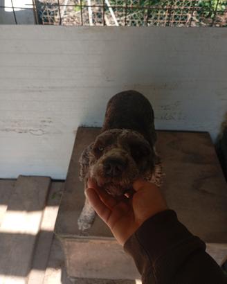 Monta Lagotto