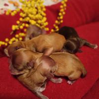 Chihuahua nati festa della donna