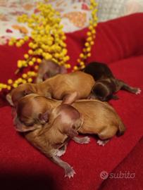 Chihuahua nati festa della donna