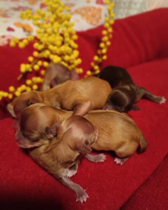 Chihuahua nati festa della donna