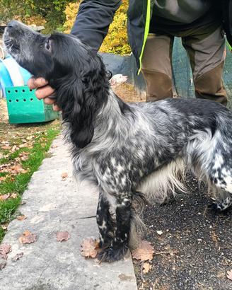 Setter inglese
