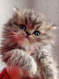 Gatto-gatti-gattini-cuccioli-persiani