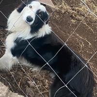 Border collie