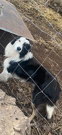 Border collie