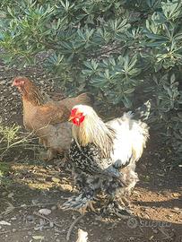 Galline Brahma