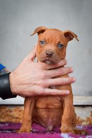 Cuccioli Pitbull UKC