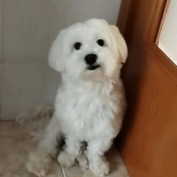 Maltese maschio disponibile per accoppiamento