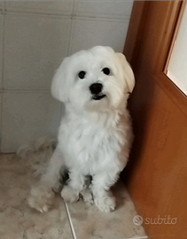 Maltese maschio disponibile per accoppiamento