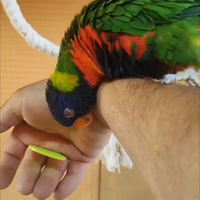 Pappagallo Lory arcobaleno