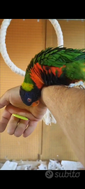 Pappagallo Lory arcobaleno