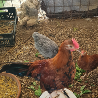 Gallo nano