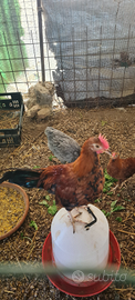 Gallo nano