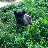 Akita Americano Cuccioli