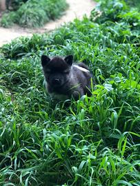 Akita Americano Cuccioli