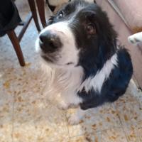 Border collie