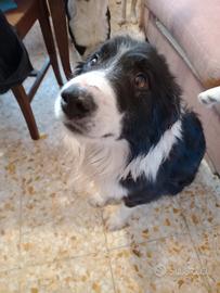Border collie