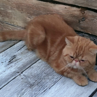 Exotic shorthair