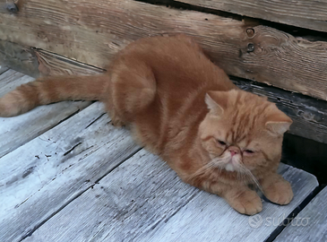 Exotic shorthair