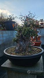 olivastro prebonsai disponibile in saldo spedisco 