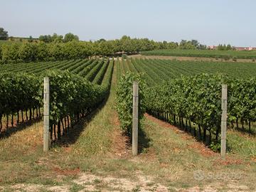 RUSTICO A CAMPAGNOLA