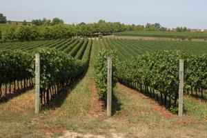 RUSTICO A CAMPAGNOLA