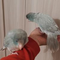 Pappagalli allevati a mano kakariki