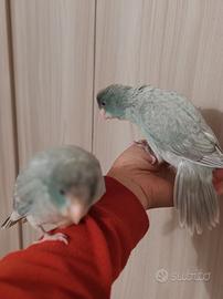 Pappagalli allevati a mano kakariki