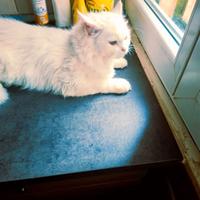 Gatti ?????? ??????