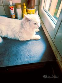 Gatti ?????? ??????