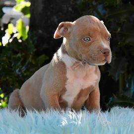 Cuccioli di American Bully XL