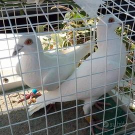 Colombi bianchi per matrimoni