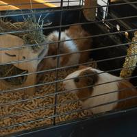 2 porcellini d'india dolci compreso gabbia