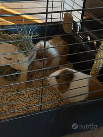 2 porcellini d'india dolci compreso gabbia