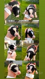 Cuccioli Border Collie