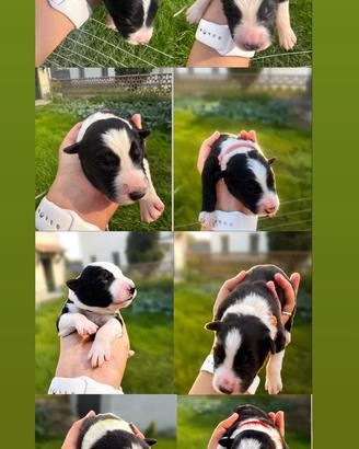 Cuccioli Border Collie