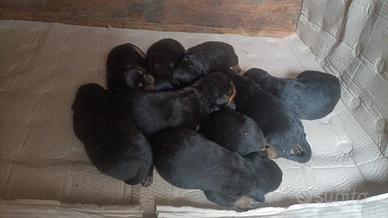 Cuccioli di Rottweiler