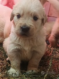 Golden retriever pedigree Enci