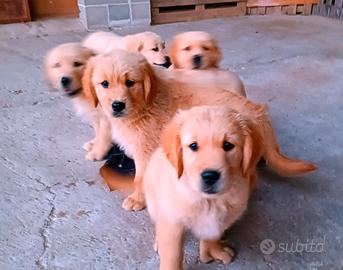 Cuccioli Golden retriever
