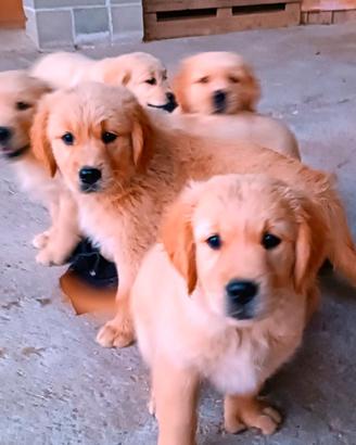 Cuccioli Golden retriever