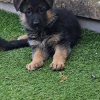 Pastore tedesco cuccioli