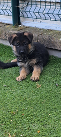 Pastore tedesco cuccioli