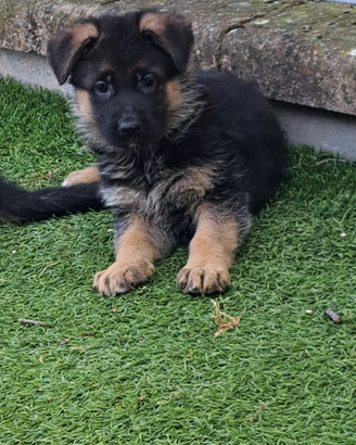 Pastore tedesco cuccioli