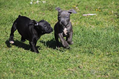 Cuccioli Pit Bull anche a rate