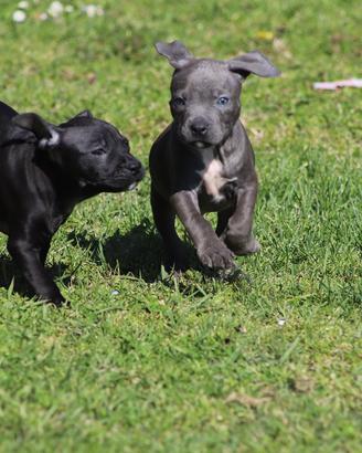 Cuccioli Pit Bull anche a rate