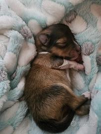 Cuccioli di Shetland sheepdog