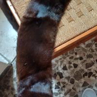 pelliccia visone