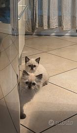 Persiano