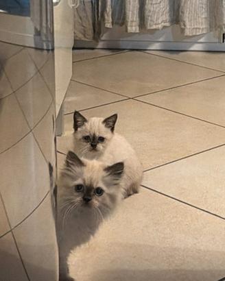 Persiano